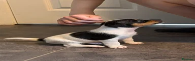 Jack Russell 2