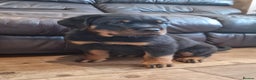 Rottweiler dogs for sale: MASSIVE ROTTWEILER PUPPIES  - Advert 37