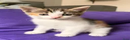 Mixed Breed cats for sale: Beautiful Calico Female Kitten - Last Available in Basingstoke - Advert 13