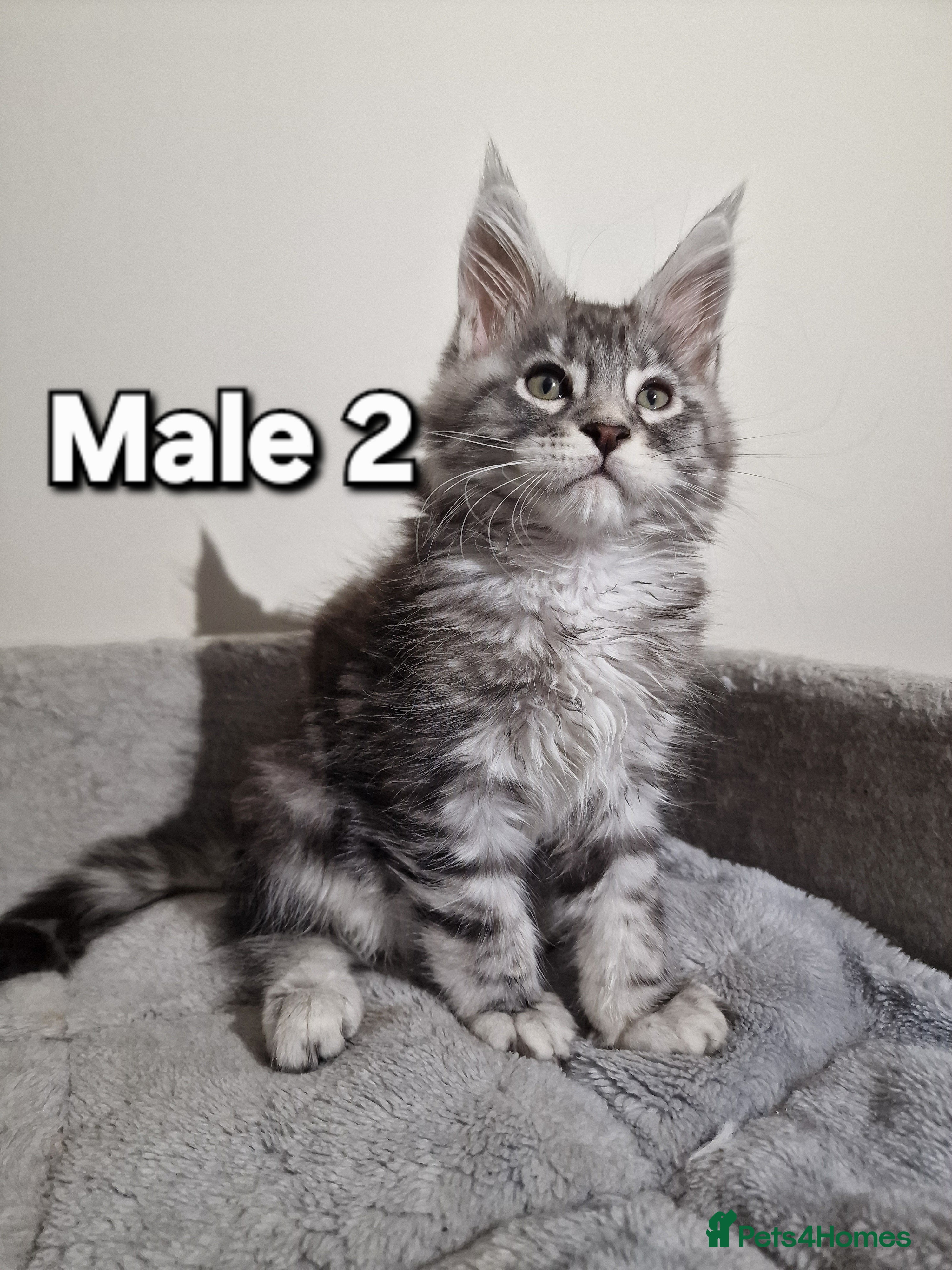 Maine Coon cats 💥Pure Maine coon😻 - Advert 4