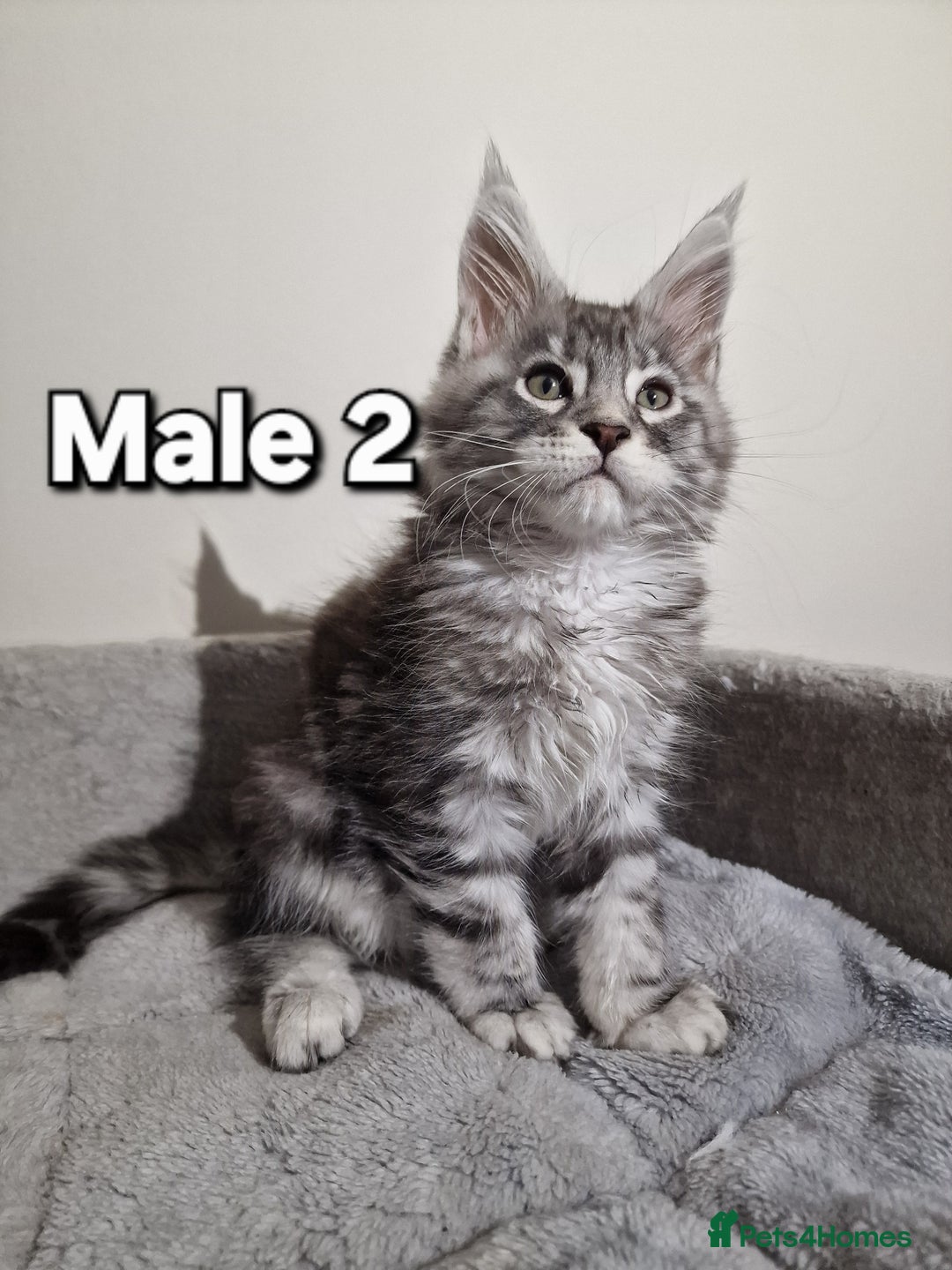 Maine Coon cats for sale: 💥Pure Maine coon😻 - Advert 1