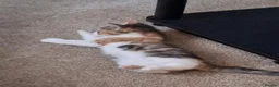 Mixed Breed cats for sale: Female kittens  - Advert 7