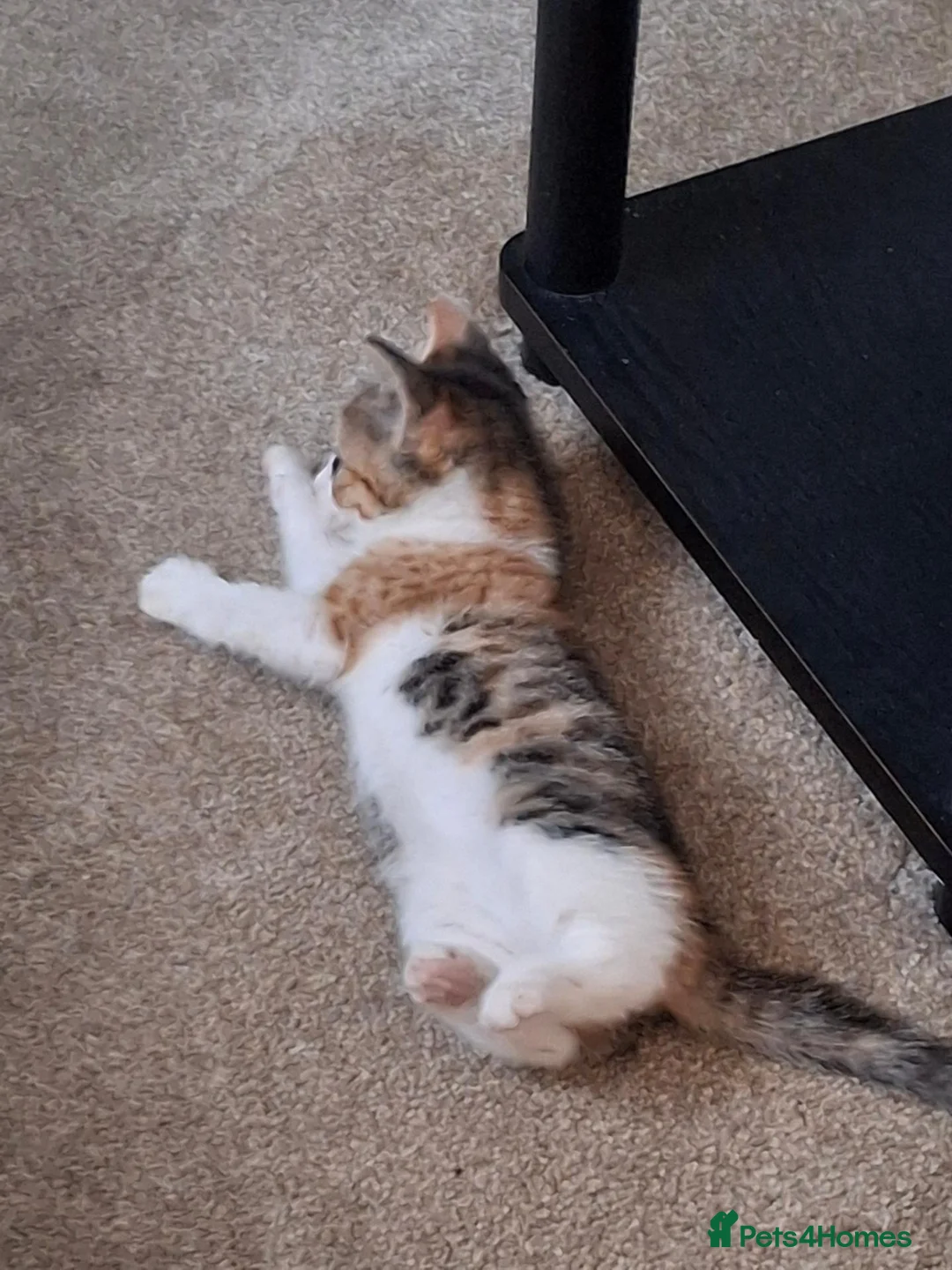Mixed Breed cats for sale: Female kittens  - Advert 7