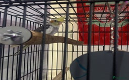 Cockatiels birds for sale: Cockatiel  - Image 1