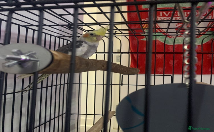 Cockatiels birds - Advert 1