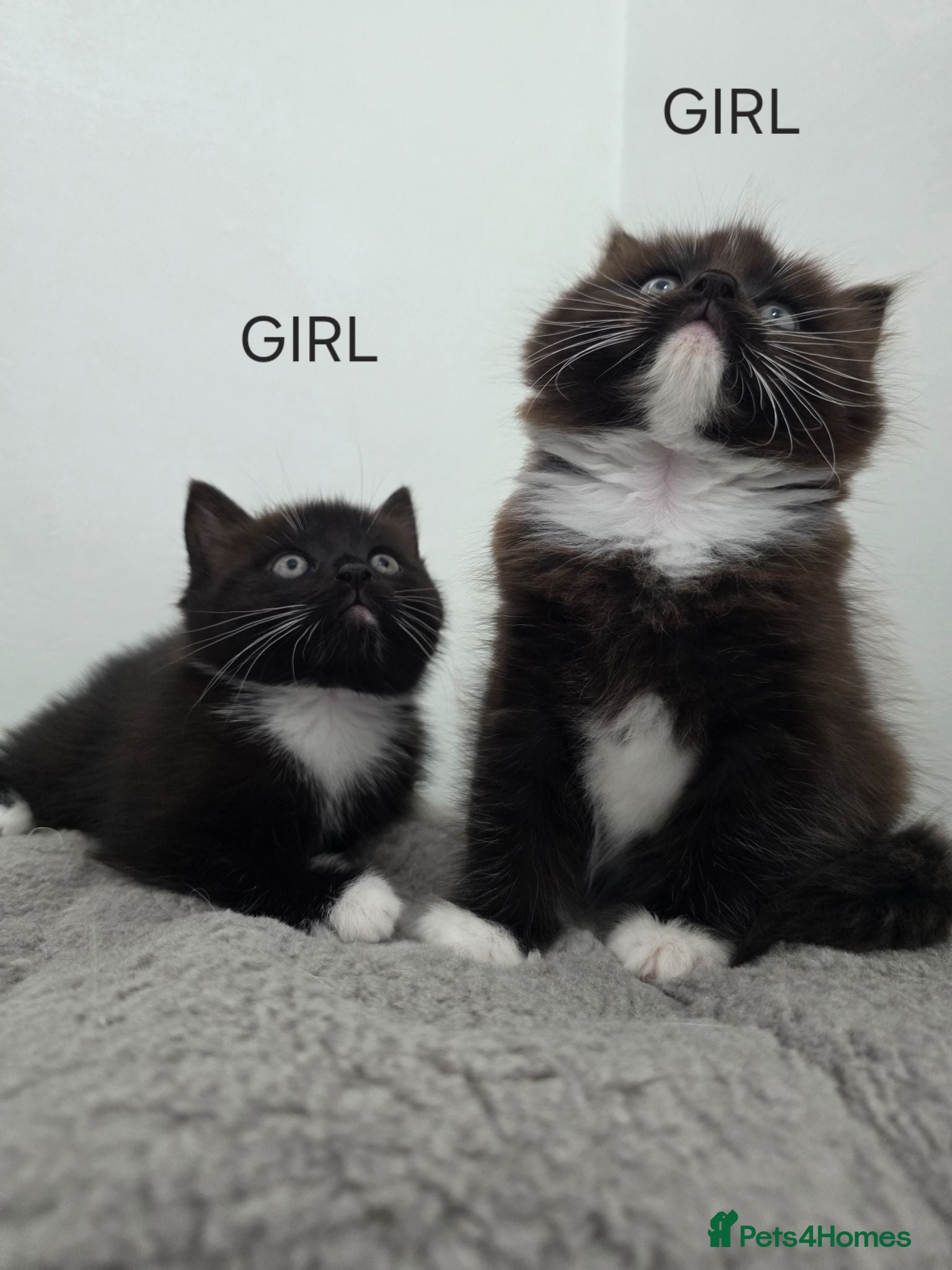 Ragdoll cats Ragdoll cross kittens black and white - Advert 1
