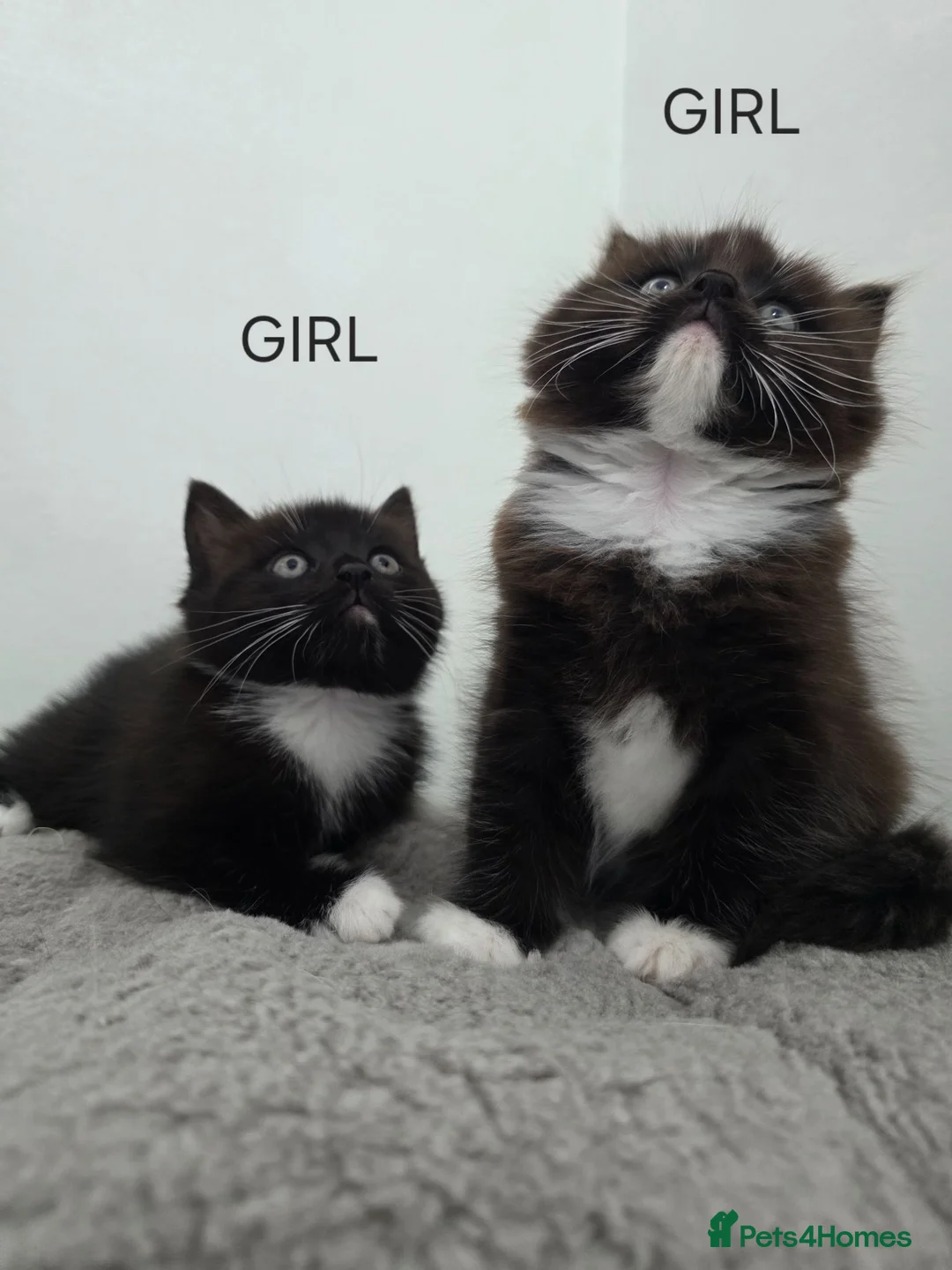 Ragdoll cats for sale: Ragdoll cross kittens black and white in Kirkcaldy - Advert 1