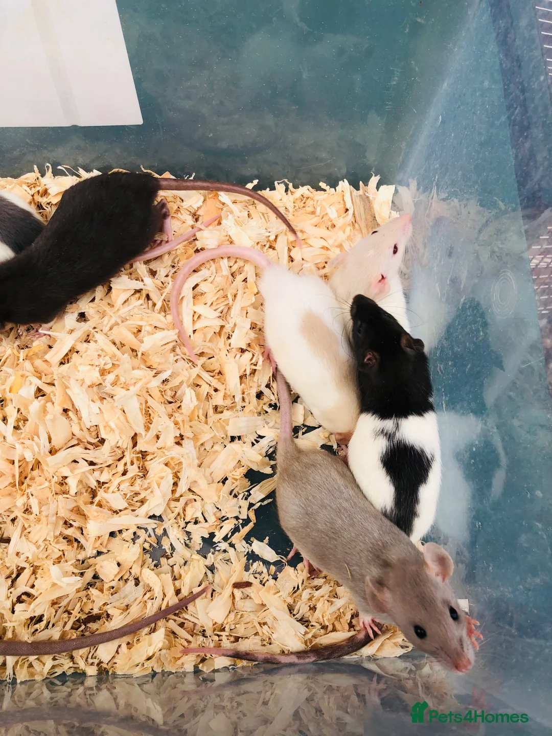 Rat rodents for sale: Rats for sale - Advert 10