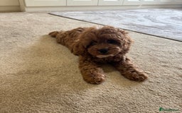 Cavapoo dogs for sale: !Ready now! F1 cavapoos kc reg parents - Image 6