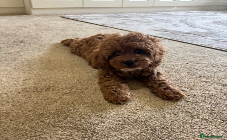 Cavapoo dogs - Advert 10