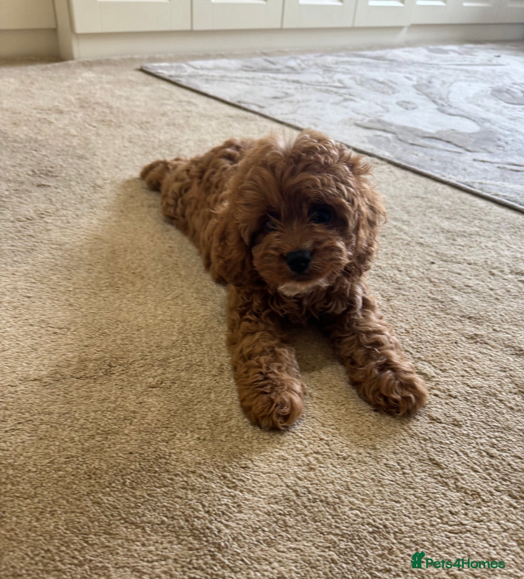 Cavapoo dogs for sale: !Ready now! F1 cavapoos kc reg parents - Image 6