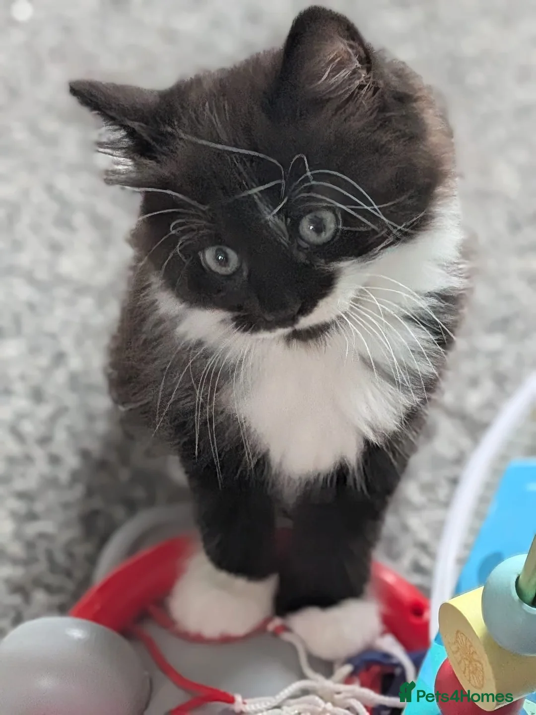 Mixed Breed cats for sale: Baby boy scar  - Advert 2