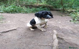 English Springer Spaniel dogs for sale: Kc registered springer spaniels ready now - Image 3