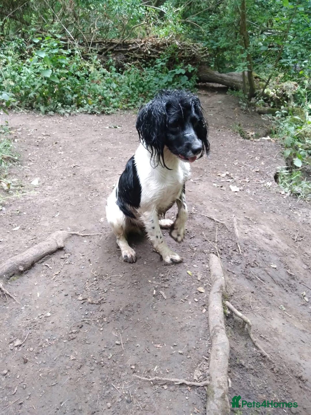 English Springer Spaniel dogs for sale: Kc registered springer spaniels ready now - Image 3