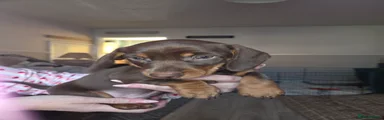 Dachshund Puppy 1