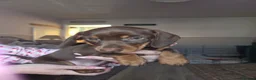 Dachshund dogs for sale: READY NOW Adorable Dachshund Puppies  - Advert 24