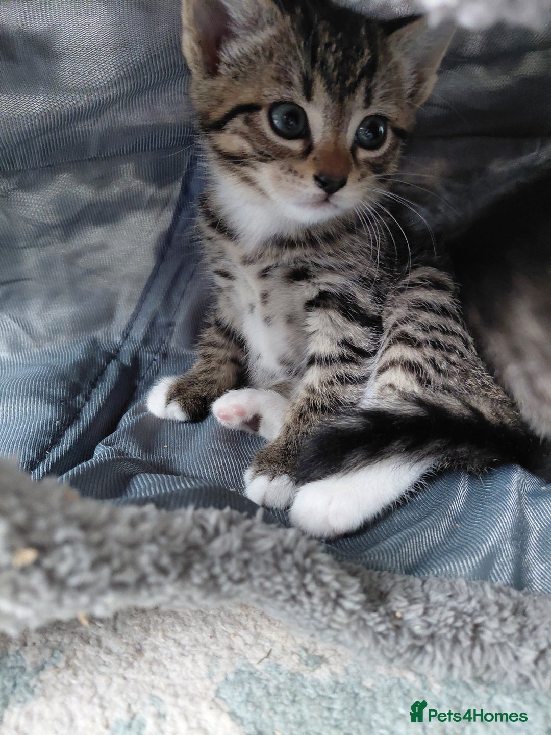 Maine Coon cats for sale: Half Maine Coon - Advert 12