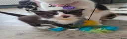 British Shorthair cats for sale: 9 gorgeous kittens - Advert 11