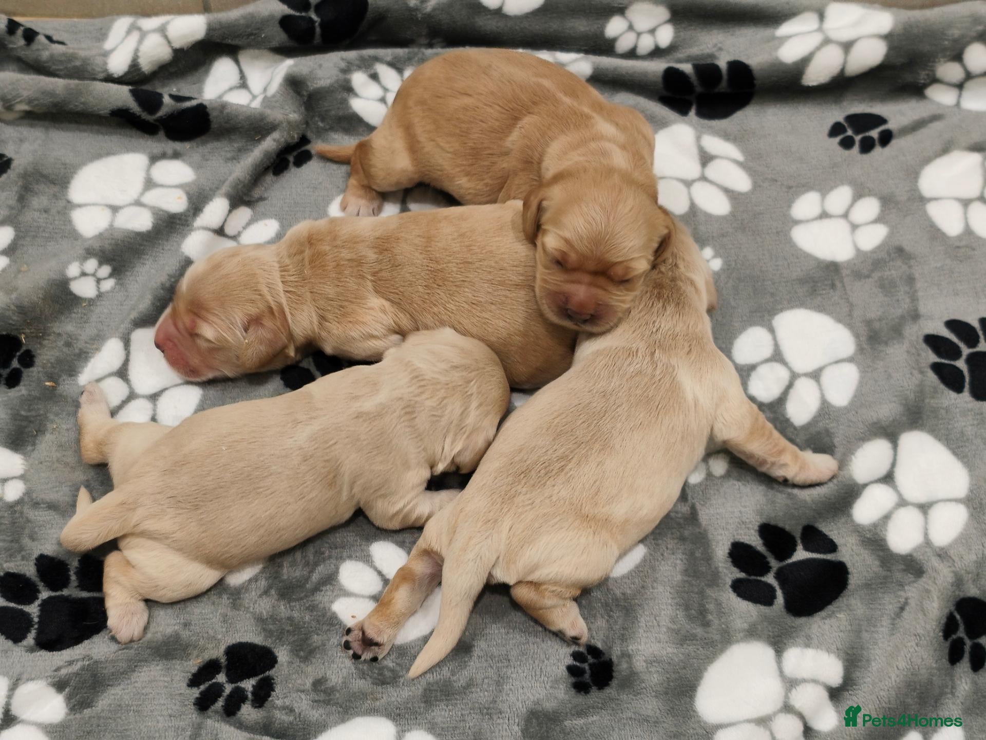 Mixed Breed dogs Dakota Sport Retrievers - Advert 1
