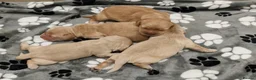 Mixed Breed dogs for sale: Dakota Sport Retrievers - Advert 1