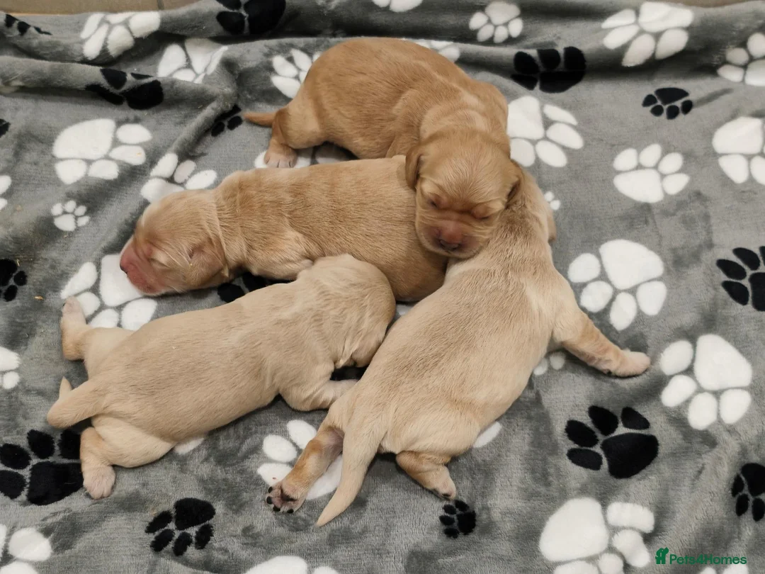 Mixed Breed dogs for sale: Dakota Sport Retrievers - Advert 1