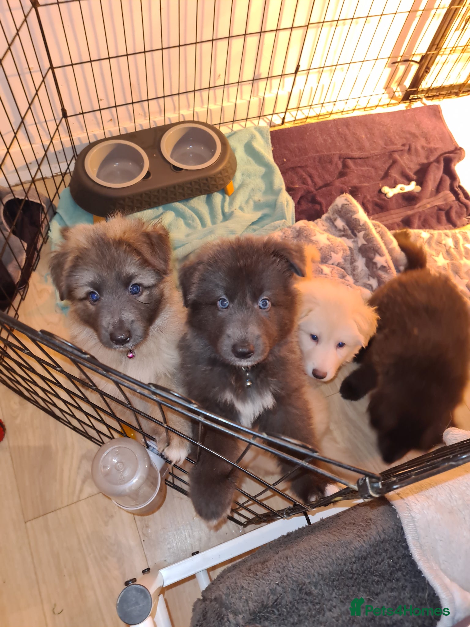 German Shepherd dogs 🐾✨ Adorable Rare German Shepherd Puppies! ✨🐾 - Advert 1