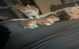 Mixed Breed cats for sale: Kittin 2 ginger males  - Image 2