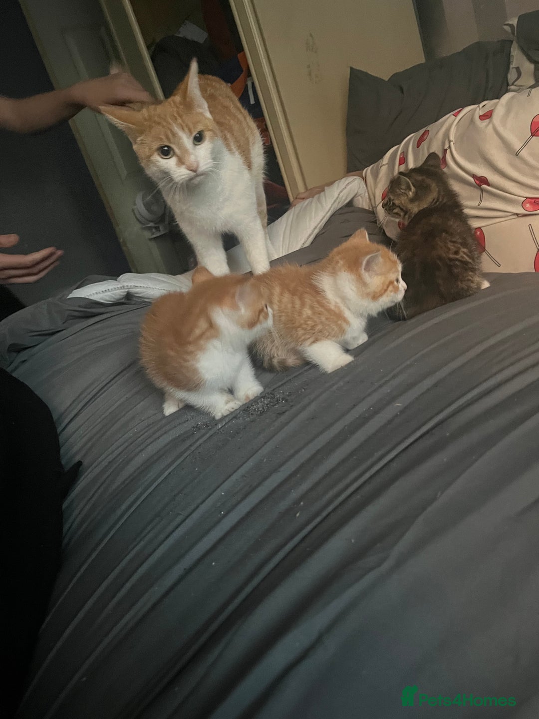 Mixed Breed cats for sale: Kittin 2 ginger males  - Image 2