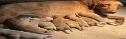 Labrador Retriever dogs for sale: Red labrador - Advert 27