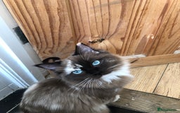 Ragdoll cats for sale: Tica reg seal sepia Cherubim Ragdoll year old girl - Image 3