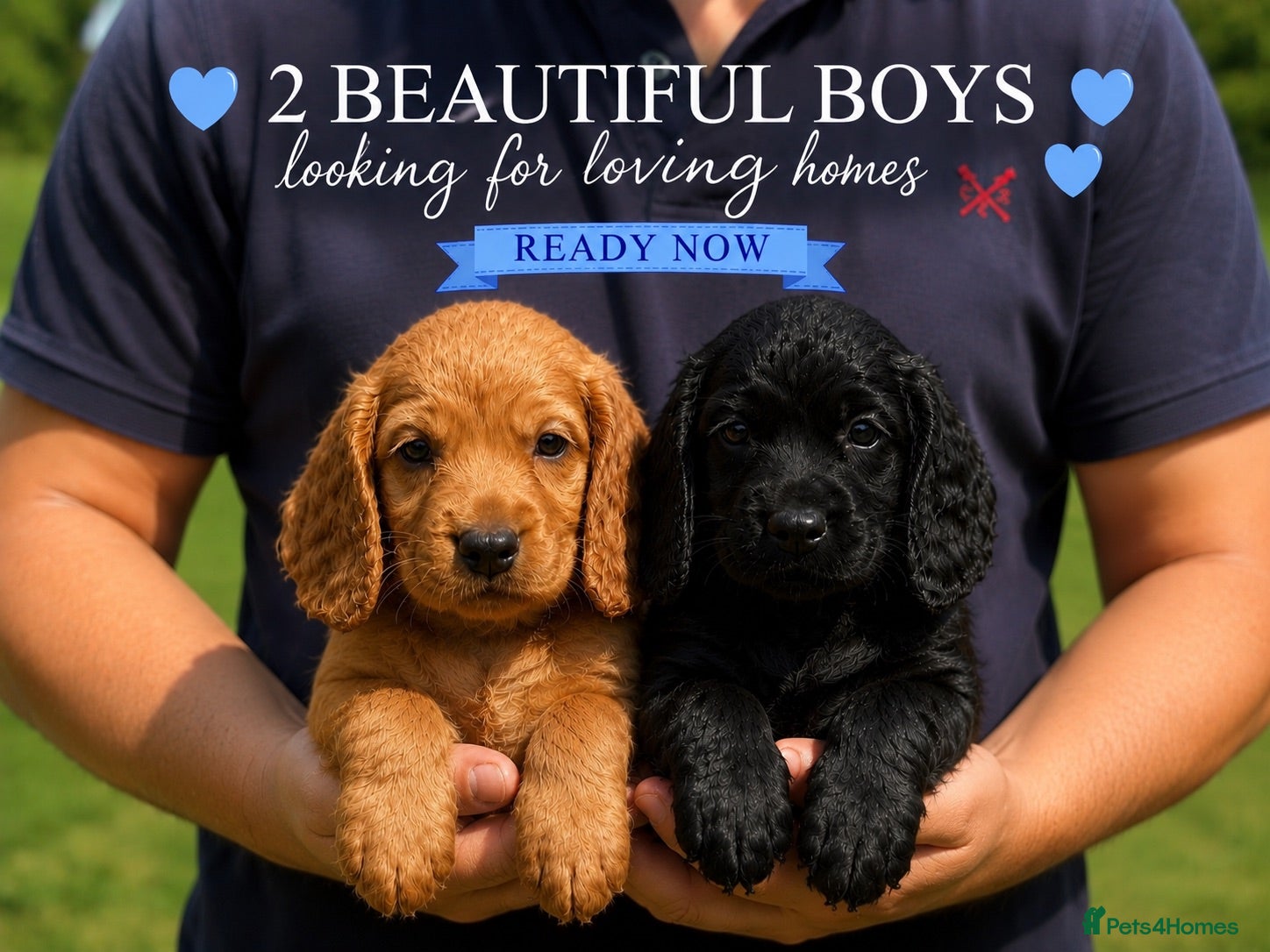 Cocker Spaniel dogs Issy & Finn Puppies  - Advert 1
