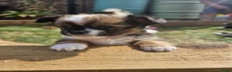 Chihuahua dogs for stud: Small Long coat chocolate and white chihuahua  - Advert 12