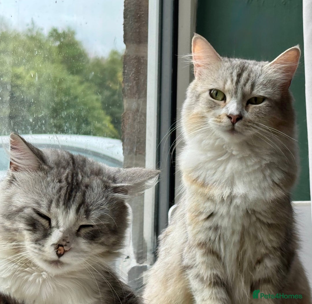 Siberian cats for sale: Four Siberian kittens - Image 11