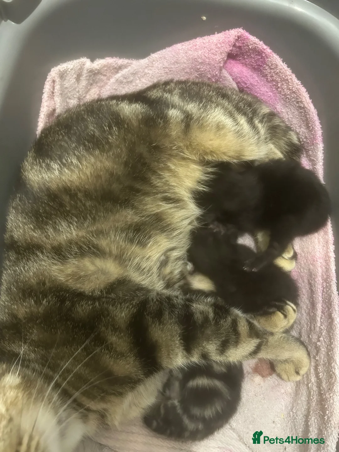 Mixed Breed cats for sale: Kittens  - Advert 1