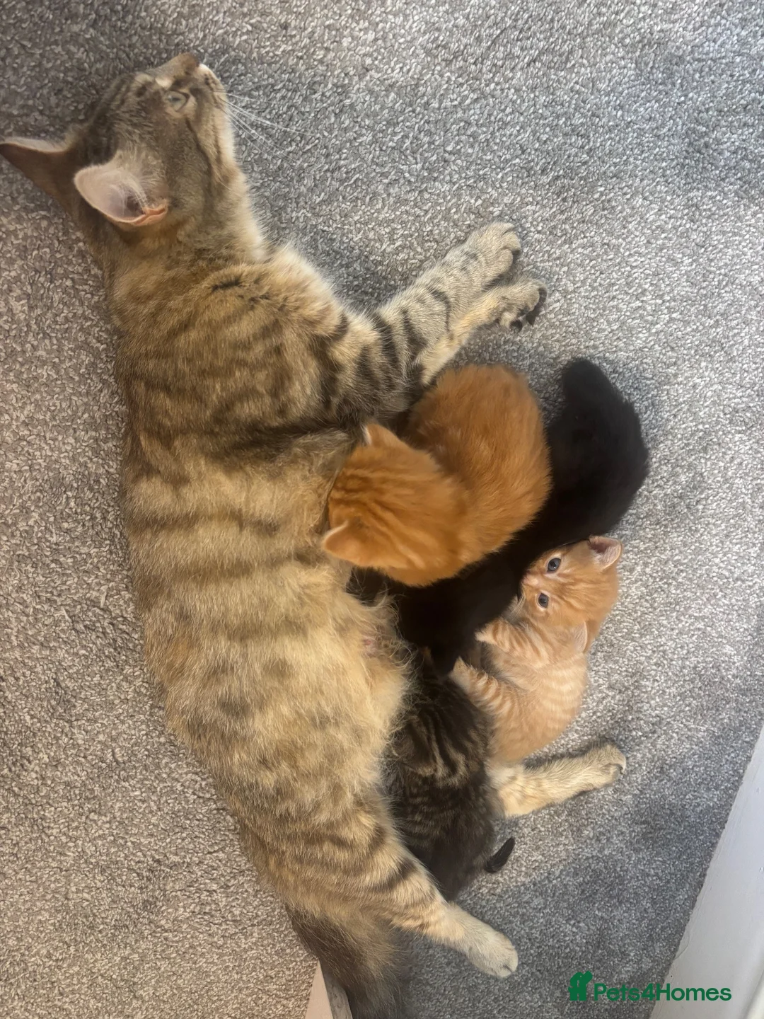 Domestic Shorthair cats for sale: 6 gorgeous kittens looking for loving home - Advert 2