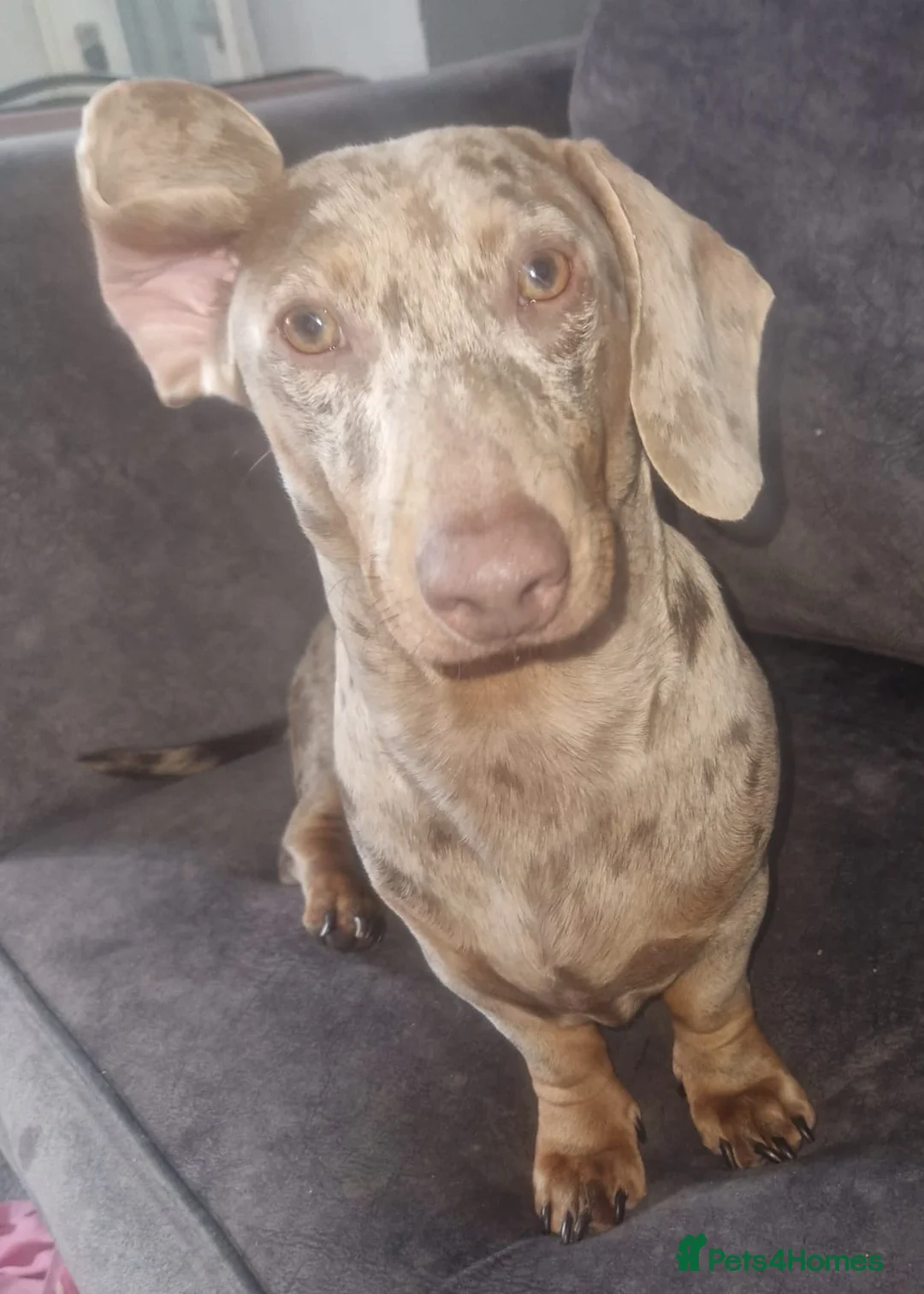 Dachshund dogs for stud: Proven Isabella Dapple daschund for stud in Wolverhampton - Advert 10