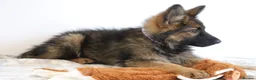 German Shepherd dogs for sale: German Shepherd - Advert 3