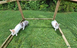 Lionhead rabbits for sale: READY NOW! Beautiful Baby Lionhead Bunnies - Image 10
