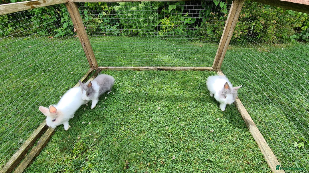 Lionhead rabbits for sale: READY NOW! Beautiful Baby Lionhead Bunnies - Image 10