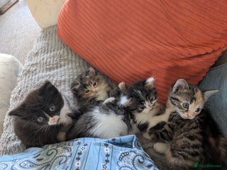 Mixed Breed cats for sale - Advert 1