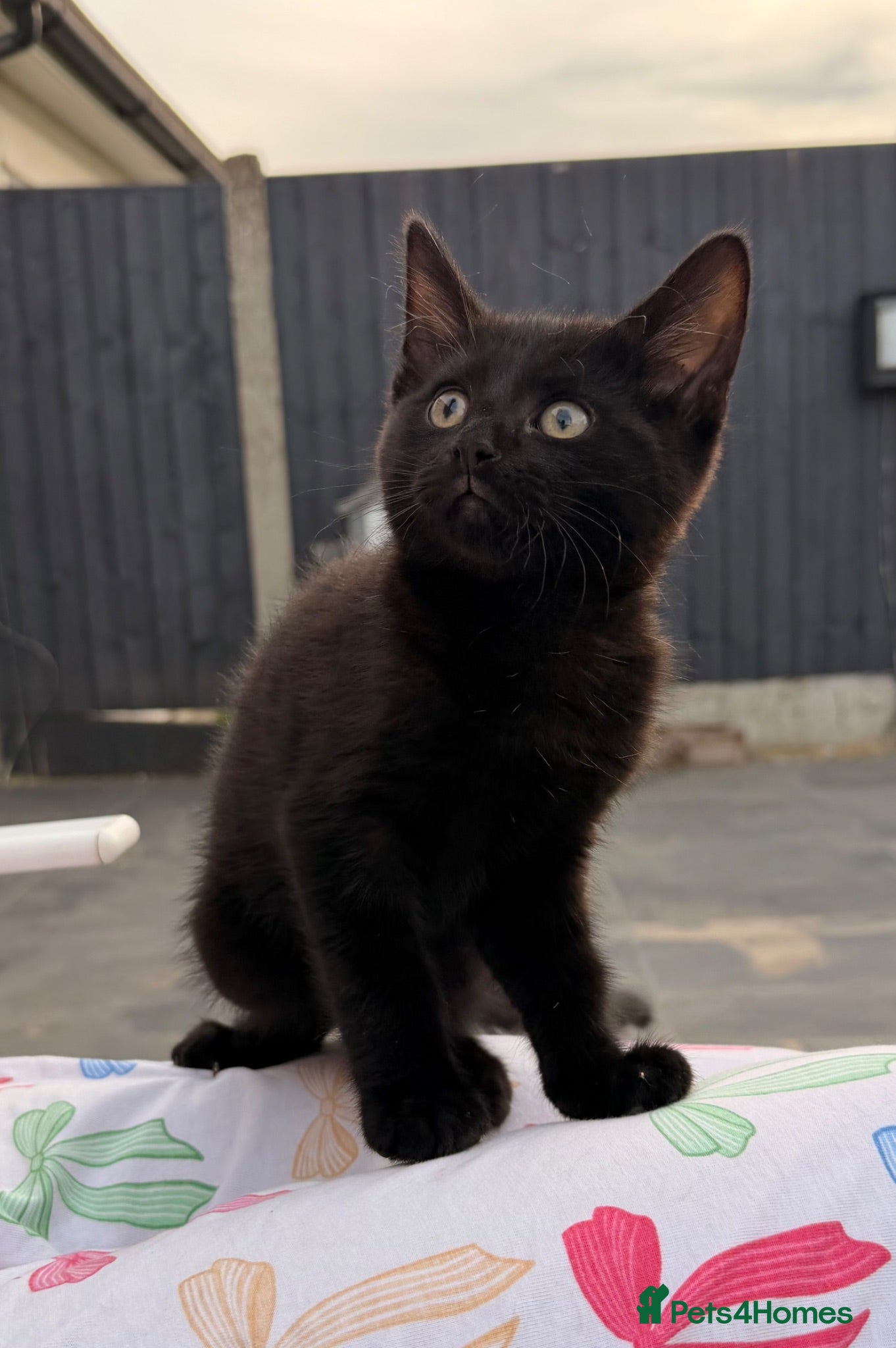 Mixed Breed cats  🐈‍⬛ 🐾 Ready Now! Affectionate Lap Cat 💙 - Advert 8