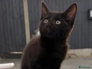 Mixed Breed cats 🐈⬛ 🐾 Ready Now! Affectionate Lap Cat 💙 - Advert 8