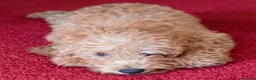 Cockapoo dogs for sale: Adorable Cockapoos Looking for Loving Homes 🐶❤️  - Advert 4