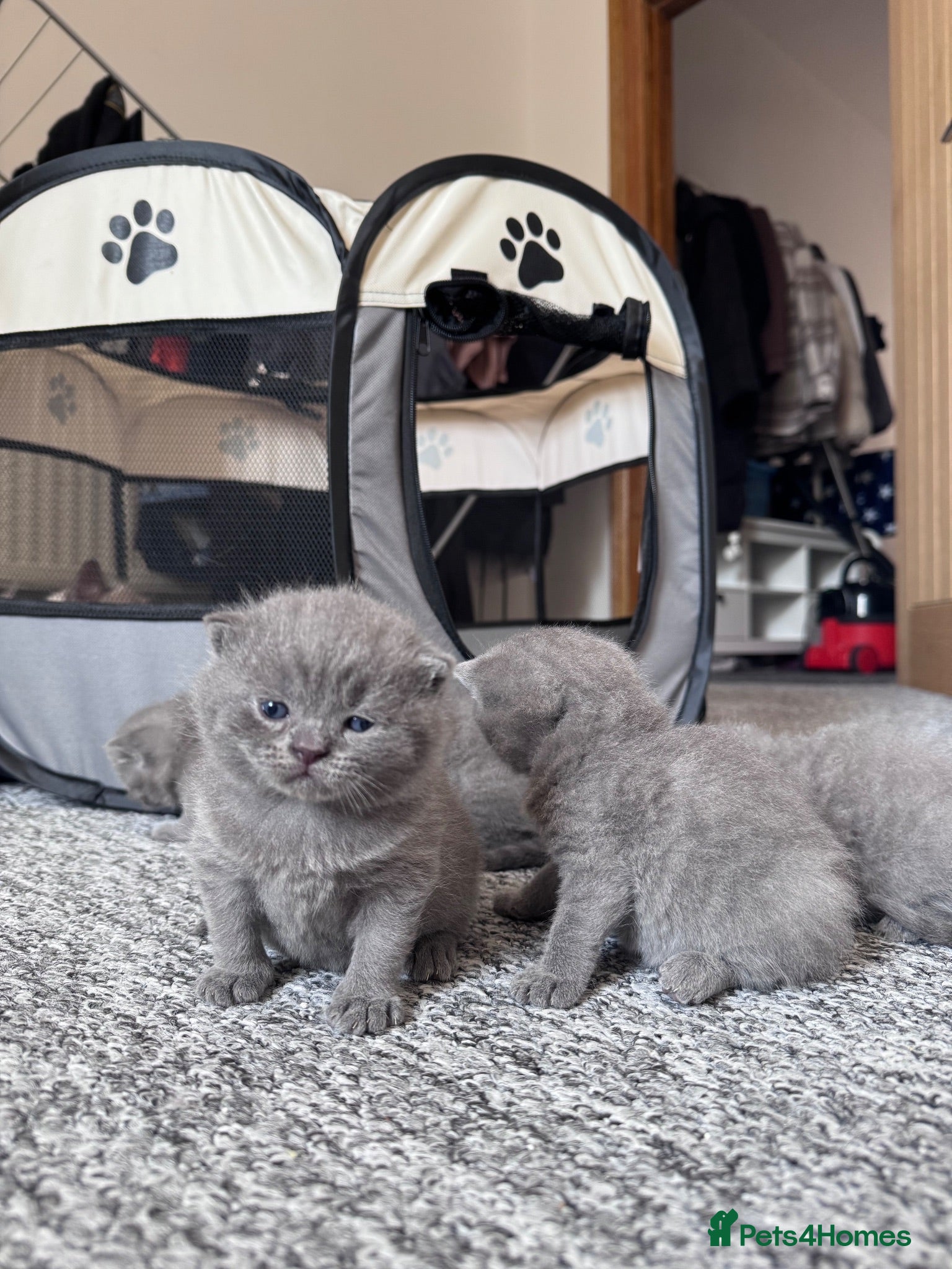 British Shorthair cats 💙Beautiful Blue British Shorthair Kittens💙 - Advert 1