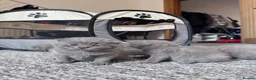 British Shorthair cats for sale: 💙Beautiful Blue British Shorthair Kittens💙 - Advert 1