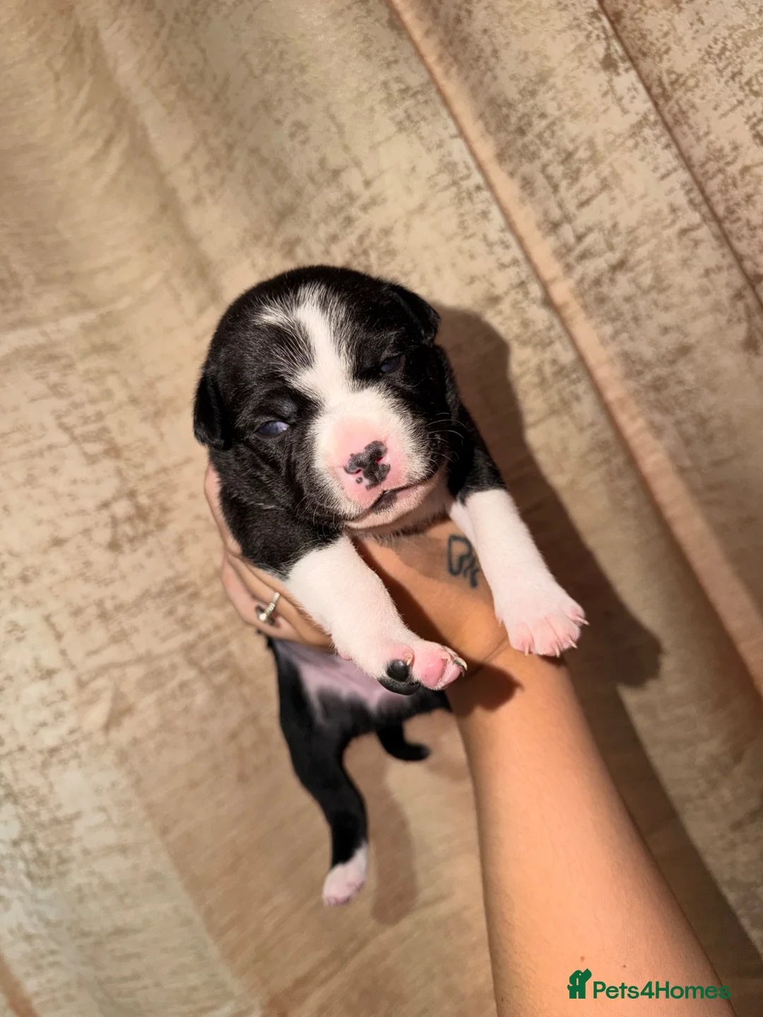 Staffordshire Bull Terrier dogs for sale: Four Staffordshire bull terrier puppies  - Advert 2