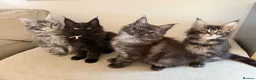 Maine Coon cats for sale: TICCA Registered MaineCoon Kittens  - Advert 3