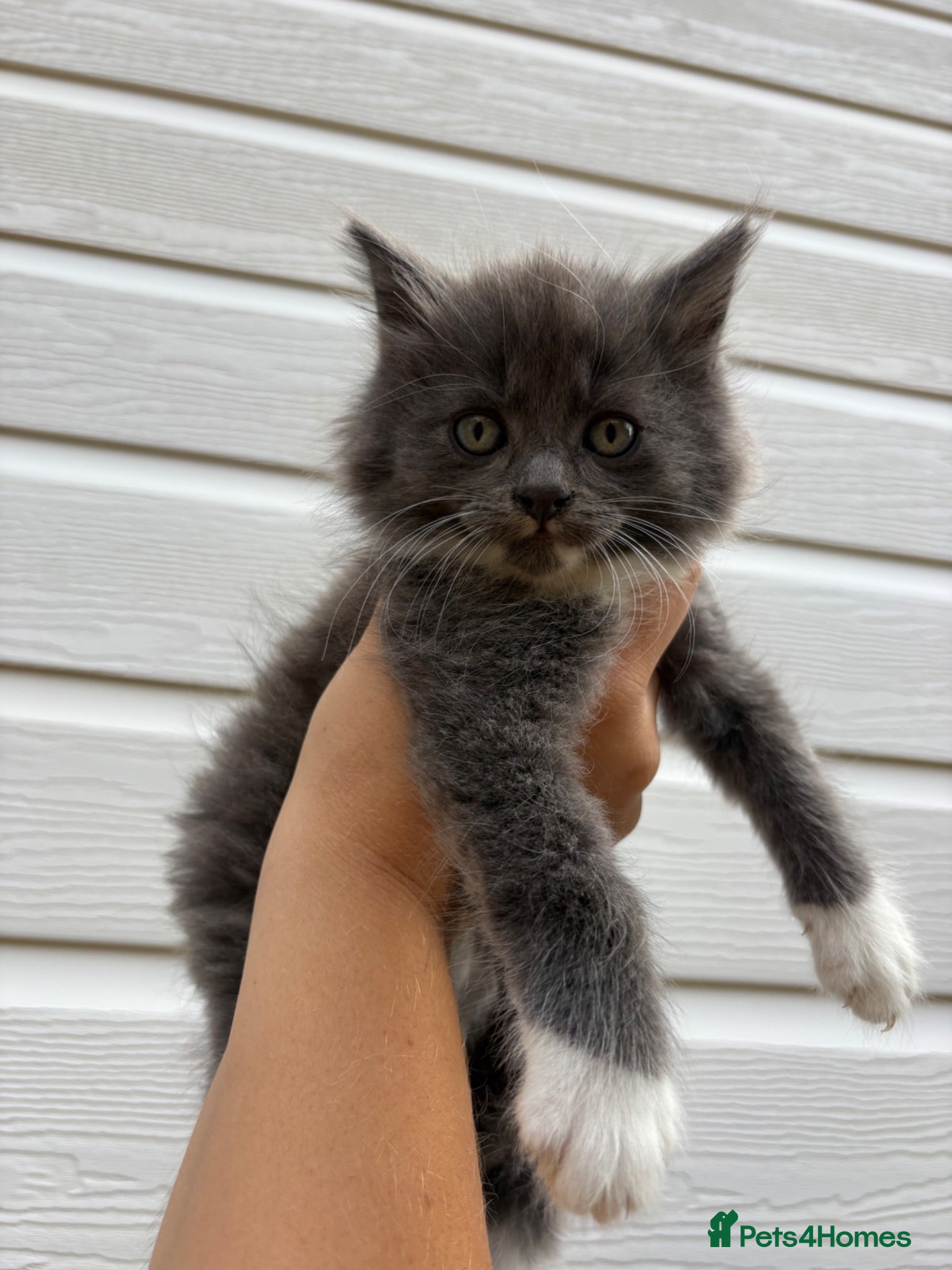 Mixed Breed cats Beautiful kittens - Advert 1