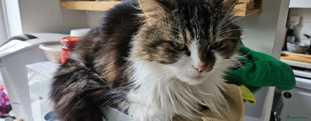 Mixed Breed cats for adoption: Gizmo is looking for forever home - Advert 2