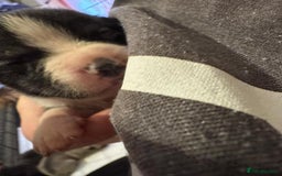 Mixed Breed dogs for sale: Staffordshire terrier puppies  - Image 3